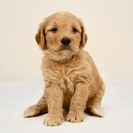 Cleveland - Cream male Goldendoodle puppy in Dayton, Ohio from Perks Court Doodles