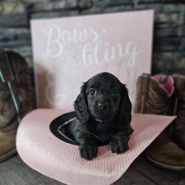 Luna - Brindle female Dachshund puppy in Colorado Springs, Colorado from Royal Purple Doxies