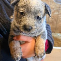 F3 - Blue speckled female Australian Cattle Dog puppy in Ionia, Michigan from SB Heelers Cattle Dogs and Performance Horses