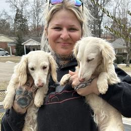 Dachshunds from BlackPine Kennels