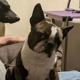 Pima - Boston Terrier