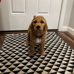"Camila" Goldendoodle Puppies from SMTX Doodles