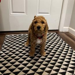 "Camila" Goldendoodle Puppies from SMTX Doodles