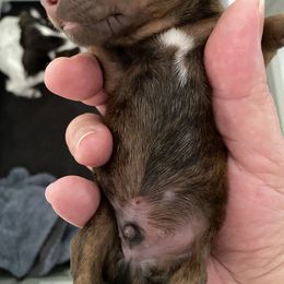 Dachshund Puppies from Bella’s Puppies