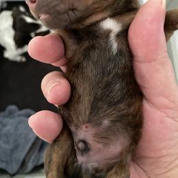Dachshund Puppies from Bella’s Puppies