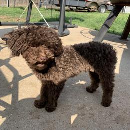 Golden Retriever and Poodle All Grown Up from Meagan Nielson’s Precious Pups
