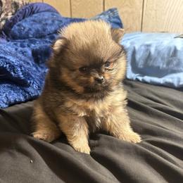 Kat - Cream sable female Pomeranian puppy in Denver, Colorado from Tiny Tornado Poms