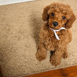 Nelson - Red  male Poodle puppy in Colerain, North Carolina from Lisa's Poodles
