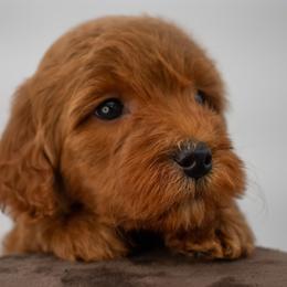 Sage Grey - Red  male Goldendoodle puppy in Lafayette, Alabama from Sweethaven Kennels
