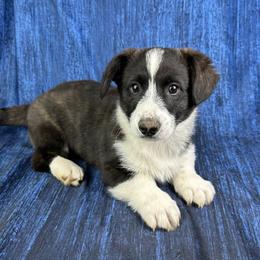 Cupid - Brindle and white male American Corgi puppy in Waskom, Texas from Piney Woods Corgis