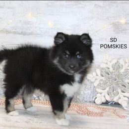 Pomsky Puppies from SD Pomskies