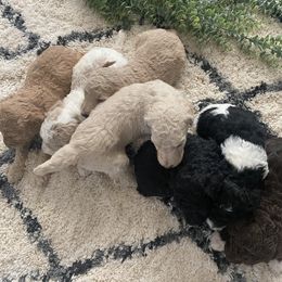 Poodle Puppies from Home of Doodles