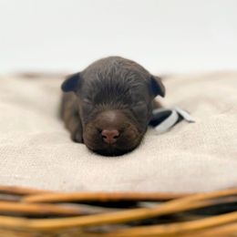 Journey - Chocolate female Goldendoodle puppy in North Carolina from Tuxedo Mountain Doodles