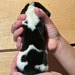 Female 3 - Black brown and white female Basset Hound puppy in Lindley, New York from Hill Top Basset Hounds & Cane Corso
