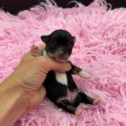 Magpie - Black and tan female Chihuahua puppy in Franklin, North Carolina from A&J Cutie Pawtooties