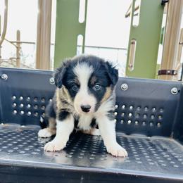 Gold - Tri-color male Border Collie puppy in Keller, Texas from Bordercollieblues