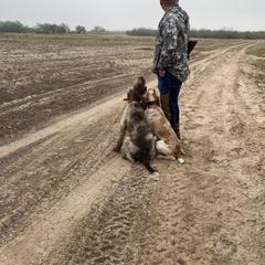 Bracco Italiano and Spinone Italiano All Grown Up from Millers Point Versatile Gun Dogs