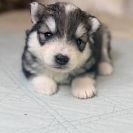 Lucy - Silver and white female Pomsky puppy in Memphis, Missouri from Happy Hills Kennels
