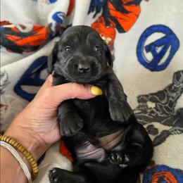 Thor - Black male Dachshund puppy in Watertown, New York from Valley Springs Daschunds