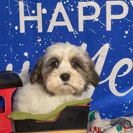 Starbucks - White male Havanese puppy in Clermont, Florida from Country Sweet Havanese and Creative Coaching