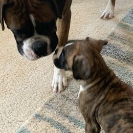 Boxer Puppies from Georgia Boxer Puppies