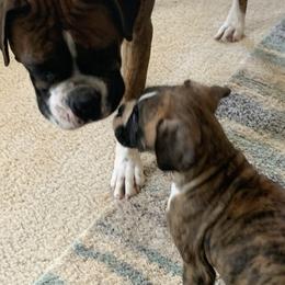 Boxer Puppies from Georgia Boxer Puppies