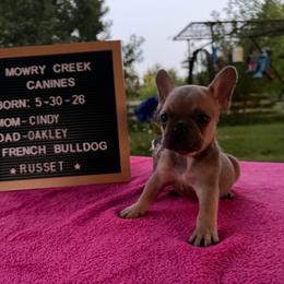 Russet - Blue fawn male French Bulldog puppy in Hopkins, Missouri from Mowry Creek Mini Aussiedoodles and More
