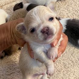 Cream boy 4,800 - Cream male Chihuahua puppy in Summerfield, Florida from Uey’s Chihuahuas