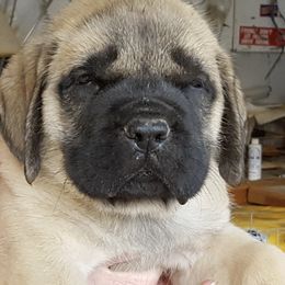 Mastiffs from Twinstar’s Mastiffs
