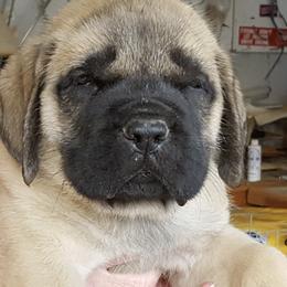 Mastiffs from Twinstar’s Mastiffs
