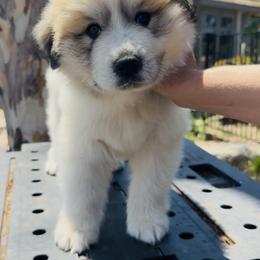 Great Pyrenees Puppies from McCarthy Ranchette LLC