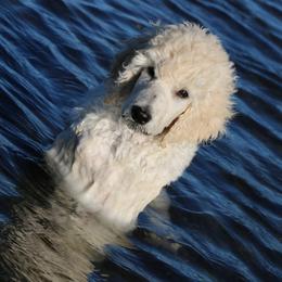 Jake - Cream male Poodle puppy in Ephrata, Washington from NCR Ranch