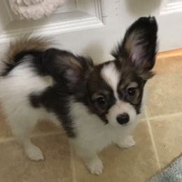 Papillon Puppies from 329 Cheerio Tiny Papillons