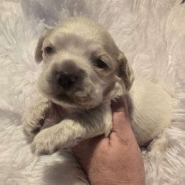 Gabe - Red roan male Cocker Spaniel puppy in Florence, South Carolina from Reddick's American Cocker Spaniels