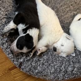 Border Collie Puppies from Hidden Creek