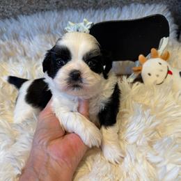 AKC - Moo Moo Champion Bloodline - Black and white male Shih Tzu puppy in Long Beach, California from Prieto Shih-Tzu's