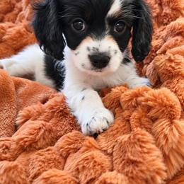 Green- Maple - female Cavapoochon puppy in Kountze, Texas from CaviCajun Kennels