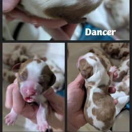 Dancer - Blenheim female Cavalier King Charles Spaniel puppy in Seymour, Missouri from Painted Blessing's AKC Cavaliers LLC