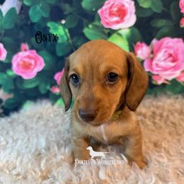 Onxy - Red male Dachshund puppy in Rainier, Oregon from Doxies in Wonderland