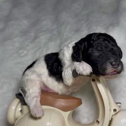 Green Collar Boy - Parti male Goldendoodle puppy in Litchfield, Connecticut from Gracie Doodles CT