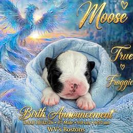 Moose - Black and white male Boston Terrier puppy in North Central, Vermont from Windy Valley’s Bostons
