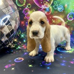 Yerza - Red and white female Basset Hound puppy in Winston Salem, North Carolina from LaythStone