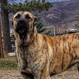 Viper - Turkish Boz Shepherd