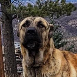 Viper - Turkish Boz Shepherd