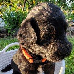 Tangerine (orange collar) - Black and white Aussiedoodle puppy in Maple Valley, Washington from Feather Valley Farm
