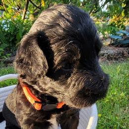 Tangerine (orange collar) - Black and white Aussiedoodle puppy in Maple Valley, Washington from Feather Valley Farm