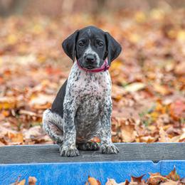 German Shorthaired Pointer and Vizsla Puppies from Nosam Kennels