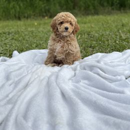 Joker - Apricot male Maltipoo puppy in Allentown, Pennsylvania from Poodles Are Mixy