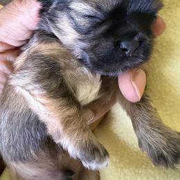 Boy 2 - Chocolate and tan male Shih Tzu puppy in Florida from Shih tzus and Shorkies Galore