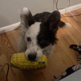 Cardigan Welsh Corgi All Grown Up from BELieve Cardigan Welsh Corgis